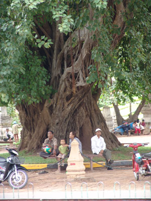 Bodhi Baum in Phnom Penh, auf dem Tempelgelnde des Wat Phnom.