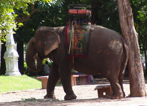 tglicher Rundgang um Phnom Penh mit dem Elefanten